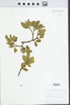 Phoradendron serotinum (Raf.) M.C. Johnston by John E. Ebinger
