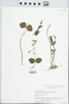 Montia sibirica (L.) Howell