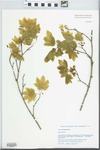 Acer circinatum Pursh by Gordon C. Tucker