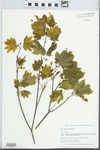 Acer circinatum Pursh by Gordon C. Tucker