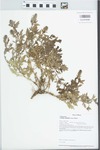 Verbena bracteata Lag. & Rodr. by Loy R. Phillippe and Paul B. Marcum