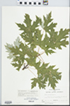 Acer saccharinum L. by John E. Ebinger