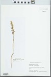 Spiranthes cernua (L.) Rich. by James Knop