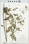 Lysimachia ciliata L. by John E. Ebinger