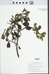 Phoradendron leucarpum (Raf.) Reveal & M.C. Johnston by Gordon C. Tucker