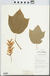 Acer pensylvanicum L. by H. Fritts