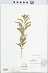Lysimachia ciliata L. by Douglas Ladd