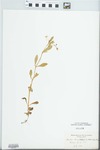 Montia chamissoi (Ledeb. ex Spreng.) Greene by William Skinner Cooper