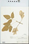Acer negundo L. by Mary Ellen Fasig and Shirley Newell