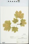 Acer platanoides L. by Mary Ellen Fasig and Shirley Newell
