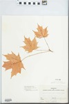 Acer saccharum Marshall by Mary Ellen Fasig and Shirley Newell