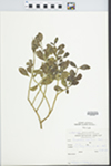 Phoradendron argentinum Urb. by M.R. Figueroa R.