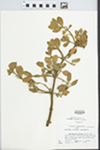 Phoradendron villosum Nutt.