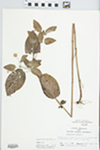 Lysimachia ciliata L. by Randy L. Vogel
