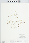 Androsace occidentalis Pursh by John E. Ebinger