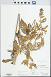 Lysimachia vulgaris L. by John E. Ebinger