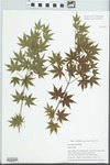 Acer palmatum Thunb. by Gordon C. Tucker and Edwin H. Horning