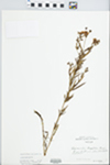 Lysimachia quadriflora Sims by Michael Schuck Bebb
