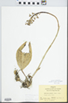 Aplectrum hyemale (Muhl. ex Willd.) Torr. by Bart Moore