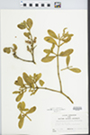 Phoradendron tomentosum Oliver by John E. Ebinger