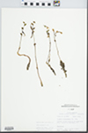 Triphora trianthophora Rydb. in Britton by John E. Ebinger