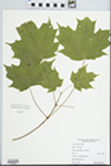 Acer saccharum Marshall by Matthew Brooks