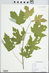 Acer saccharinum L. by Matthew Brooks