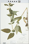 Lysimachia ciliata L. by John E. Ebinger