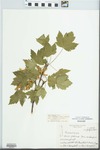 Acer glabrum Torr. by Don Hemphill