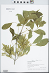 Fraxinus lanceolata Borkh. by Gordon C. Tucker
