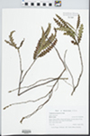Comptonia peregrina (L.) J.M. Coult. by Gordon C. Tucker