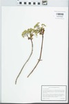 Acer platanoides L. by Matthew Pace