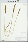 Spiranthes ochroleuca (Rydb.) Rydb. by Tad M. Zebryk