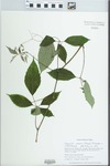 Cayratia japonica (Thunb.) Gagnep. by Gordon C. Tucker