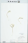 Claytonia virginica L. by S.C. Mueller