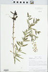 Lysimachia terrestris (L.) Britton, Sterns & Poggenb. by Loy R. Phillippe and R. L. Larimore