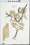 Melaleuca quinquenervia (Cav.) S.T.Blake by Gordon C. Tucker