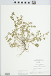 Anagallis arvensis L. by John E. Ebinger