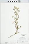 Lysimachia quadriflora Sims