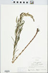 Lysimachia terrestris (L.) Britton, Sterns & Poggenb.