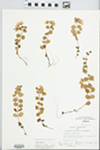 Lysimachia nummularia L.