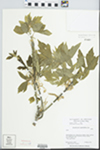 Acer negundo var. californicum (Torr. & A.Gray) Sarg.
