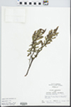 Comptonia peregrina (L.) J.M. Coult. by John E. Ebinger