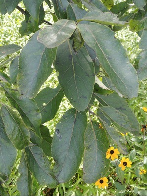 Persimmon, leaves