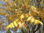 Goldenrain Tree, leaves by Janice Coons, Nancy Coutant, and Wesley Whiteside