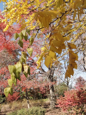 Goldenrain Tree, leaves