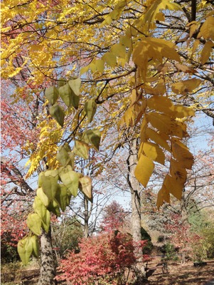 Goldenrain Tree, leaves