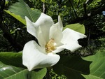 Bigleaf Magnolia, flower by Janice Coons, Nancy Coutant, and Wesley Whiteside