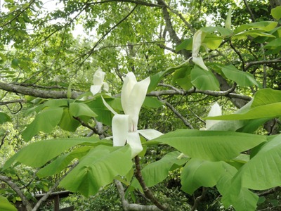 Umbrella Magnolia, flower