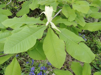 Umbrella Magnolia, leaves